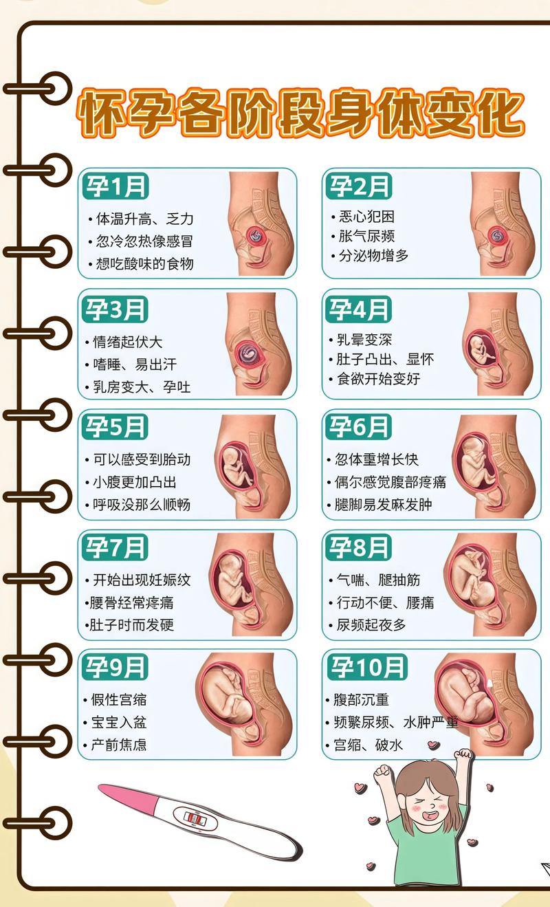 揭秘供卵代孕妈妈怀孕小腹分两节，孕期变化的奥秘信阳代生机构: